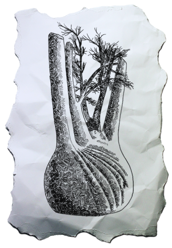 Markerskizze eines Fenchels in freier Schraffur