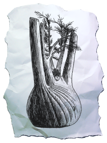 Skizze eines Fenchels in Linienschraffur