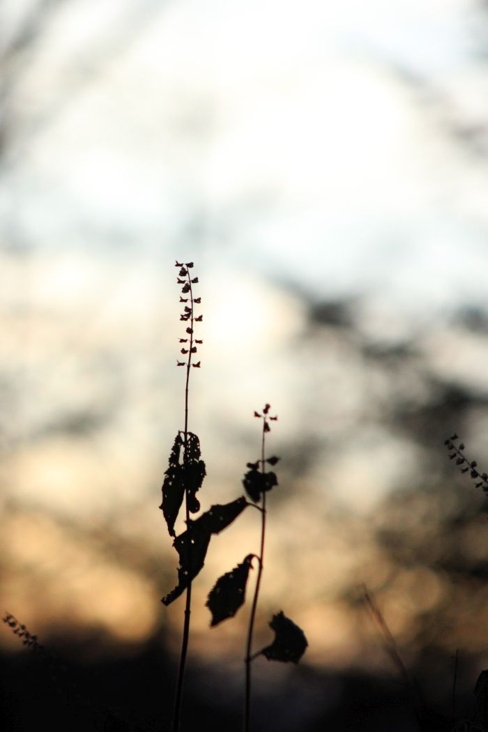 zwei kleine Blümchen vor einem bunten Himmel