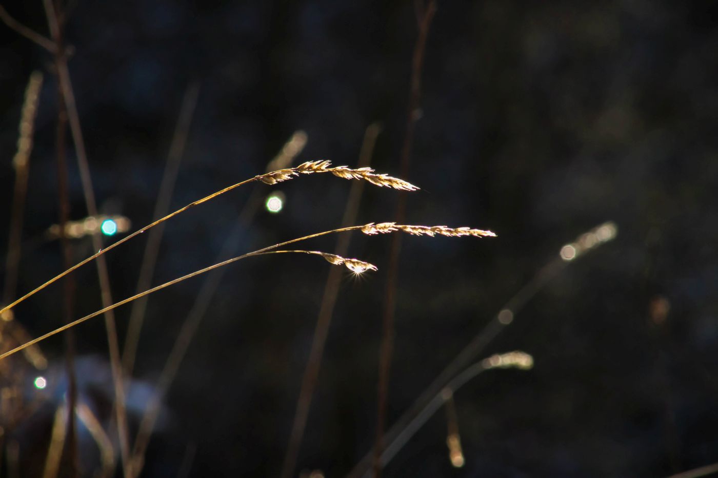 ein hell angeleuchteter Strohhalm vor dunklem Hintergrund. Die Sonne bricht sich durch einen Tropfen