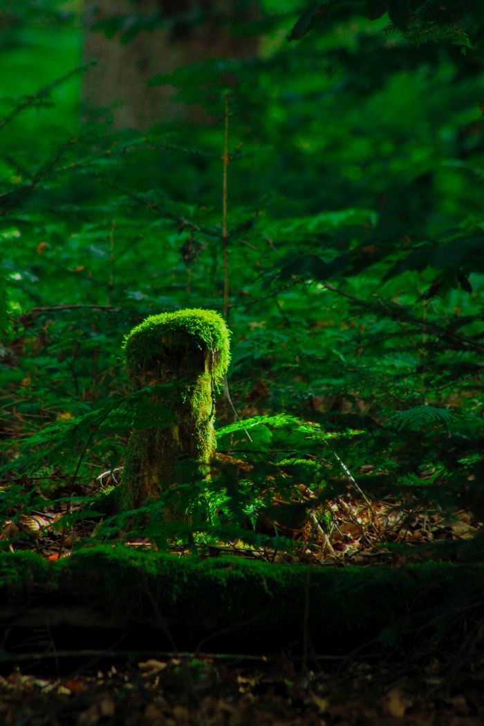 ein Moosüberwachsener Baumstumpf im Wald