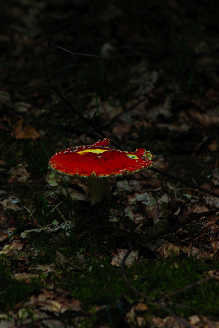 ein großer Fliegenpilz