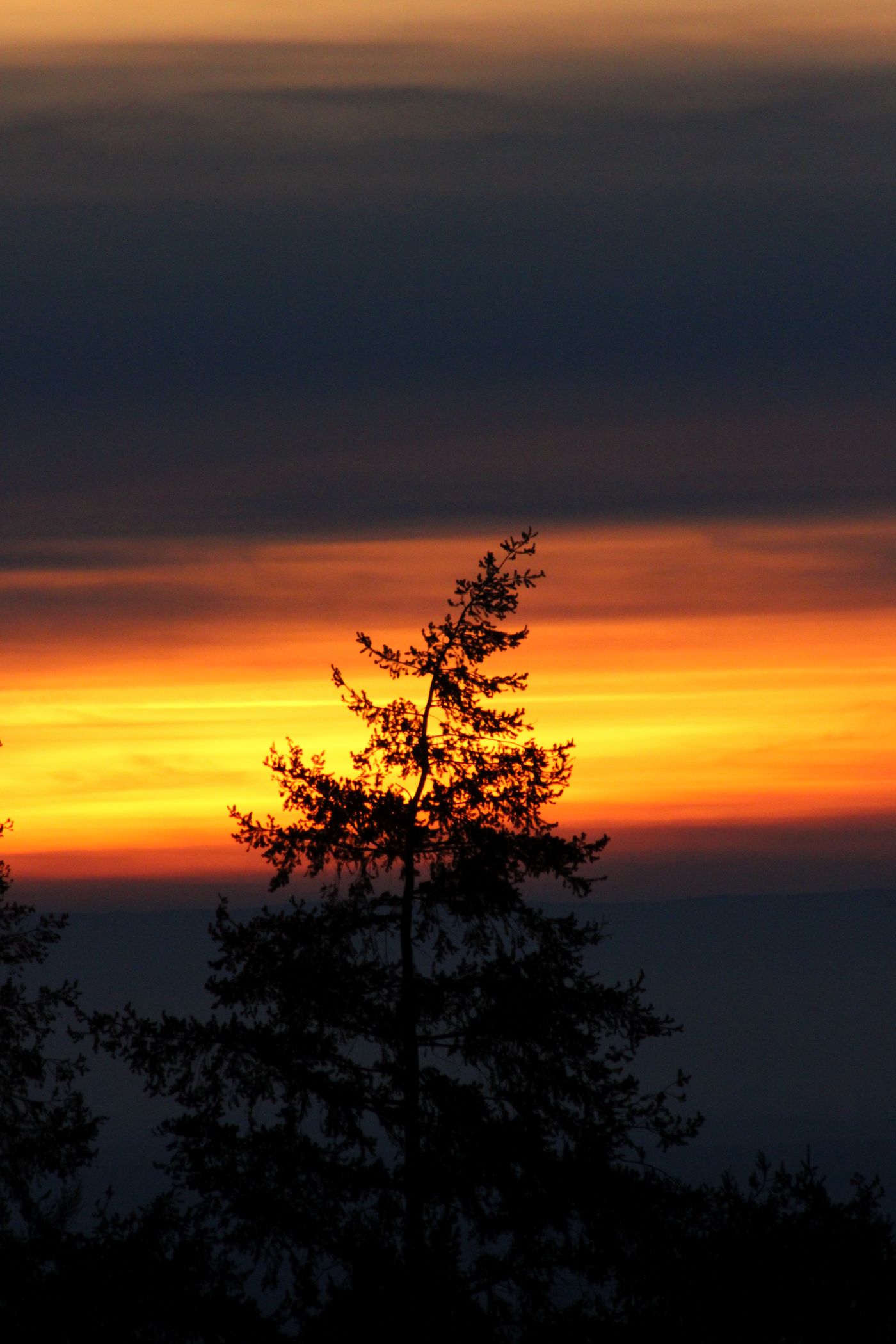 der Schattenriss einer Tanne vor dem Sonnenuntergang